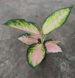 Aglaonema Pearl White TC | Grower's Choice, Foshan Collection