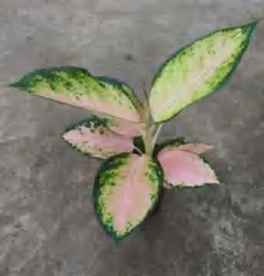 Aglaonema Pearl White TC | Grower's Choice, Foshan Collection