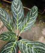 Aglaonema 'Nightsparkle' TC | Grower's Choice, Foshan Collection
