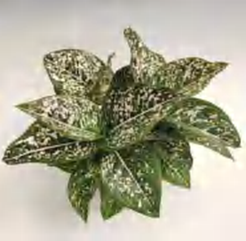 Aglaonema Tom'S Pride TC | Grower's Choice, Foshan Collection