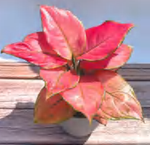 Aglaonema Imperial Red TC | Grower's Choice, Foshan Collection