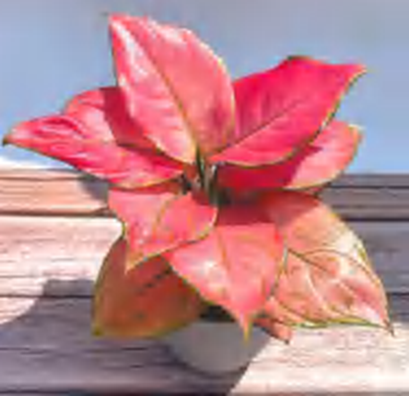 Aglaonema Imperial Red TC | Grower's Choice, Foshan Collection