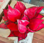 Aglaonema Fugui Red TC | Grower's Choice, Foshan Collection