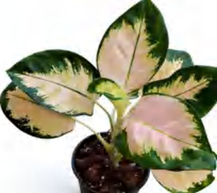 Aglaonema Marble TC | Grower's Choice, Foshan Collection
