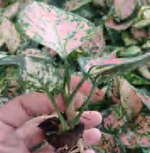 Aglaonema 'Lady Valentine' TC | Grower's Choice, Foshan Collection