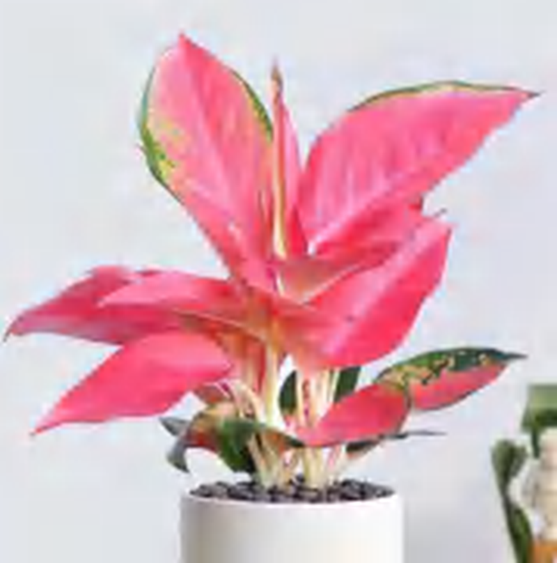 Aglaonem China Red TC | Grower's Choice, Foshan Collection