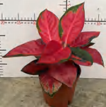 Aglaonema Suksom TC | Grower's Choice, Foshan Collection