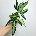 Syngonium 'Little Star' | Seller's Choice, Hong Kong Collection