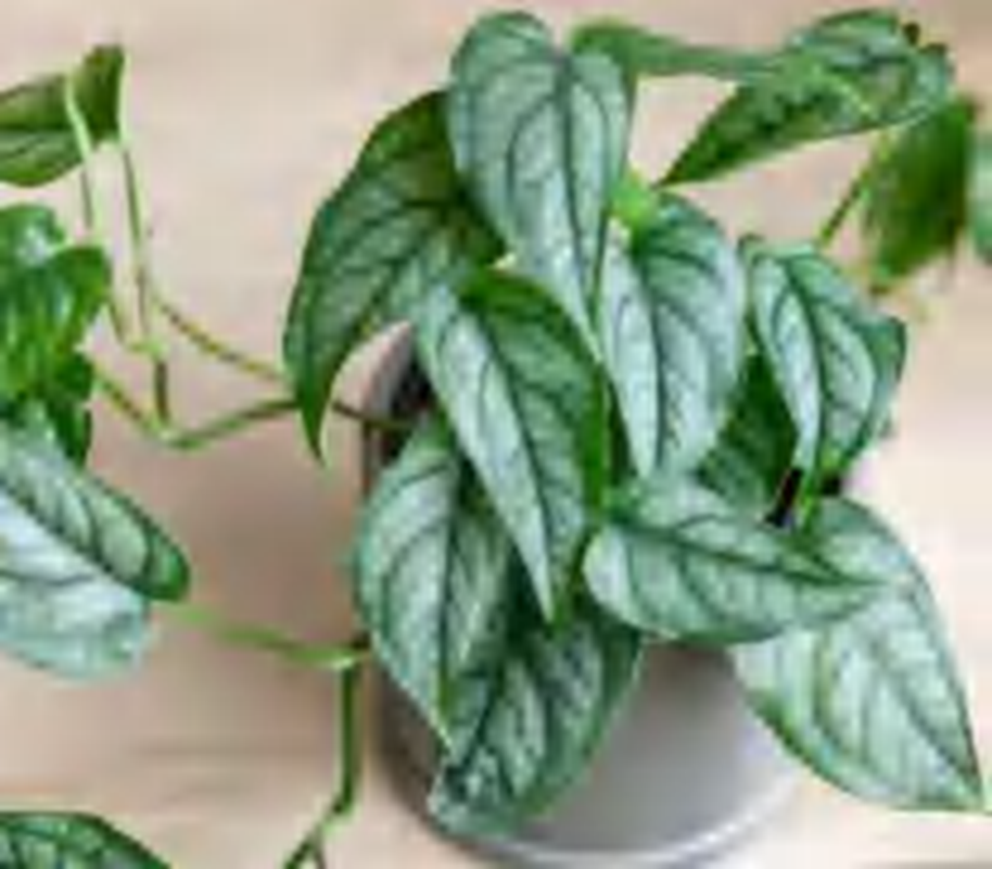 Monstera Siltepecana TC | Grower's Choice, Foshan Collection