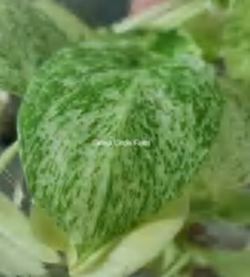 Monstera Deliciosa 'Star Shadow TC | Grower's Choice, Foshan Collection