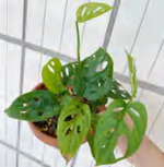 Monstera Adansonni TC | Grower's Choice, Foshan Collection