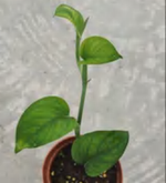 Monstera Spruceana TC | Grower's Choice, Foshan Collection