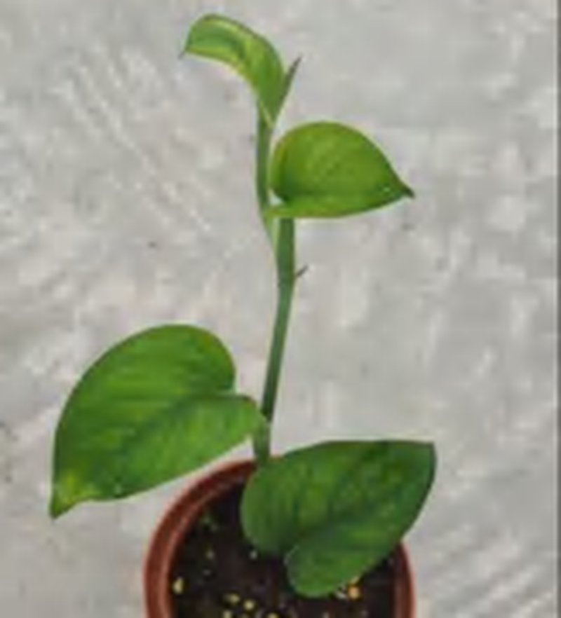 Monstera Spruceana TC | Grower's Choice, Foshan Collection