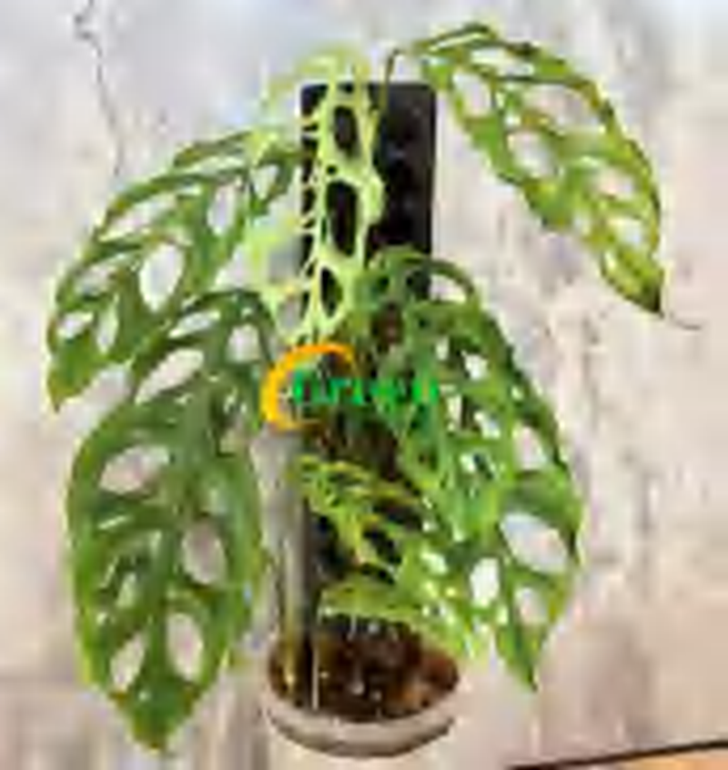 Monstera Obliqua Peruvian TC | Grower's Choice, Foshan Collection
