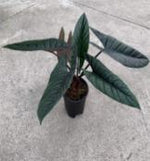 Alocasia Scalprum TC | Grower's Choice, Foshan Collection