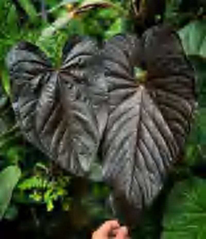 Anthurium Port ×Dark Phoenix TC | Grower's Choice, Foshan Collection