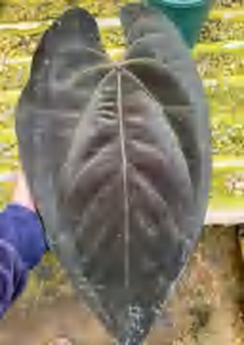 Anthurium Black Magic TC | Grower's Choice, Foshan Collection