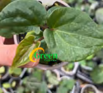 Anthurium Dark Phoenix TC | Grower's Choice, Foshan Collection