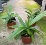 Anthurium Bakeri TC | Grower's Choice, Foshan Collection