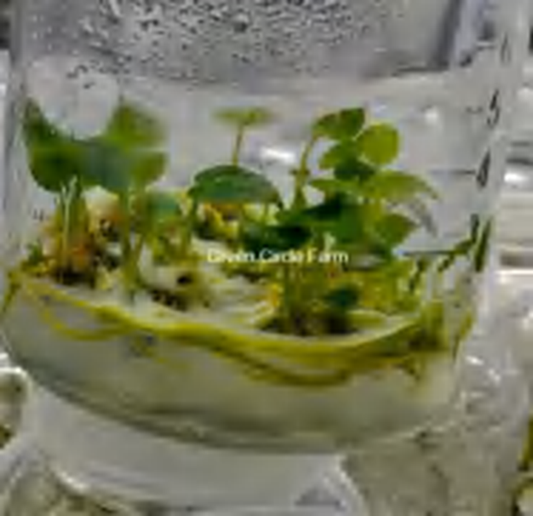 Anthurium Dark Phoenix Butterfly TC | Grower's Choice, Foshan Collection