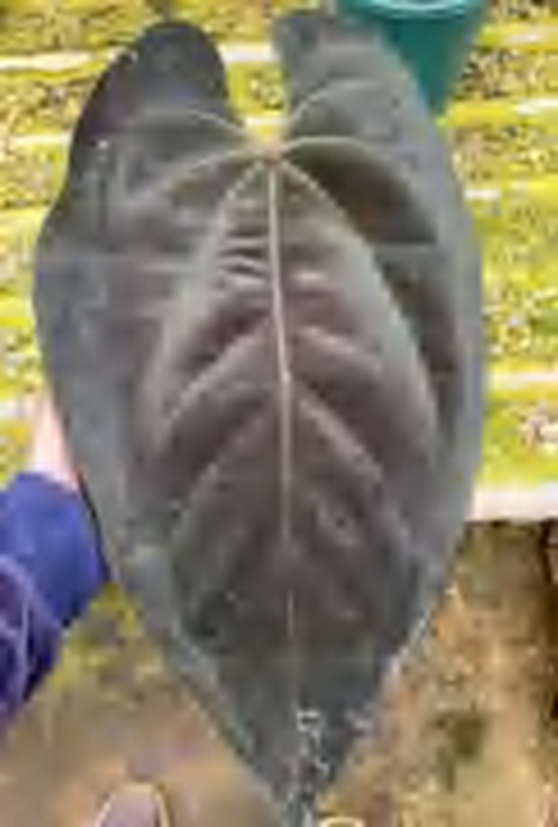 Anthurium Wonderboy x Michelle TC | Grower's Choice, Foshan Collection