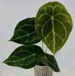 Anthurium Forgetii TC | Grower's Choice, Foshan Collection
