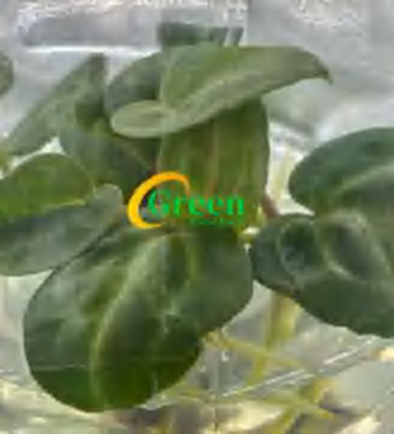 Anthurium Magnificum × Crystallinum TC | Grower's Choice, Foshan Collection