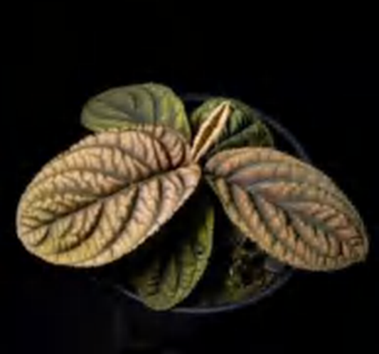 Anthurium Regale TC | Grower's Choice, Foshan Collection