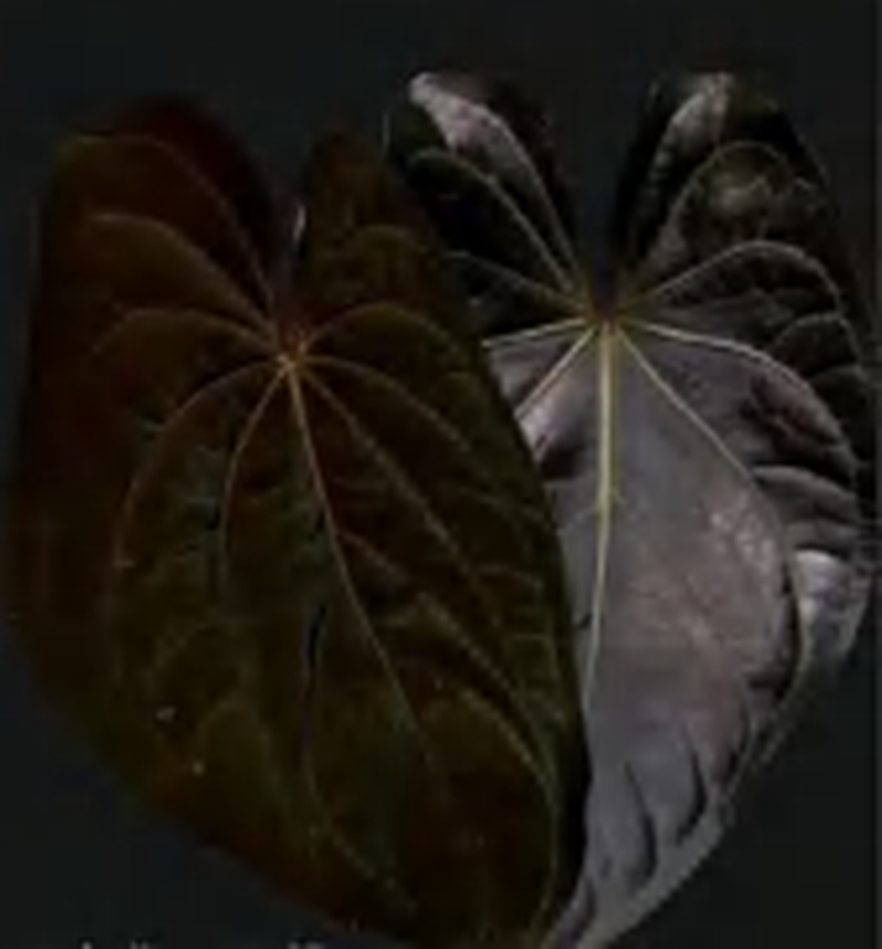 Anthurium Aos Darkphoenix TC | Grower's Choice, Foshan Collection