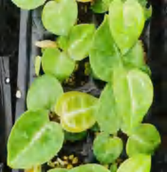 Anthurium Magnificum TC | Grower's Choice, Foshan Collection