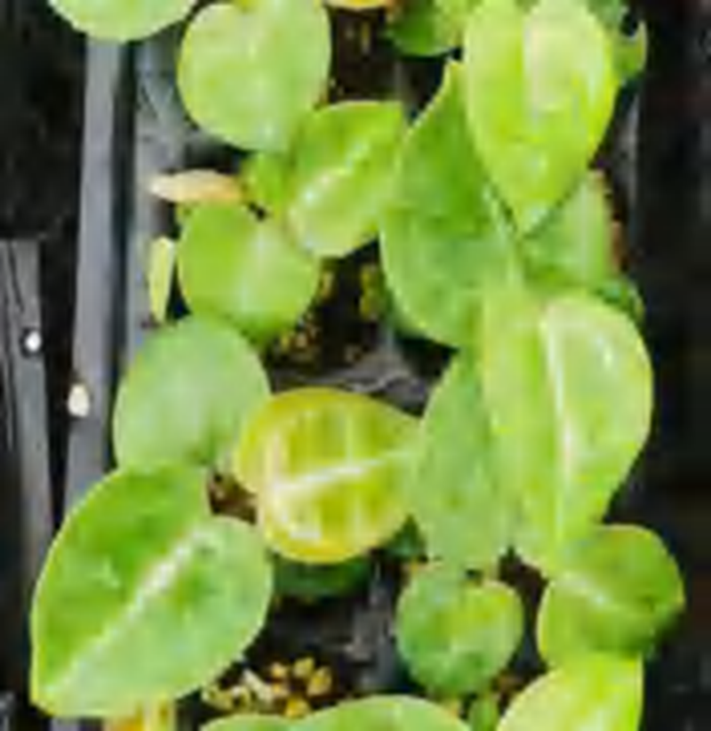 Anthurium Magnificum TC | Grower's Choice, Foshan Collection
