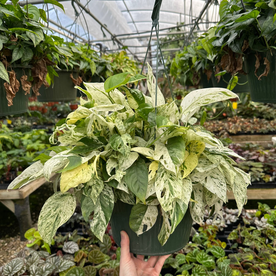 Epipremnum pinnatum 'Marble' | Seller's Choice, Hong Kong Collection