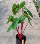 Alocasia Red Cherry TC | Grower's Choice, Foshan Collection