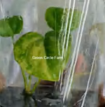 Anthurium Clarinervium Variegated TC | Grower's Choice, Foshan Collection
