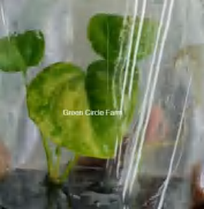 Anthurium Clarinervium Variegated TC | Grower's Choice, Foshan Collection