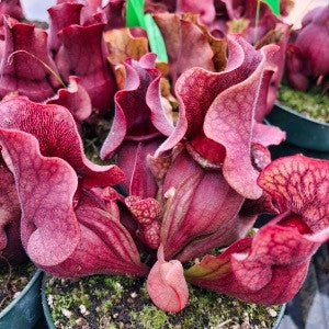 Sarracenia 'Sylwia' TC | Seller's Choice, Hainan Collection