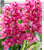 Phaelenopsis 'Joyful Anthem' | Seller's Choice, Hong Kong Collection