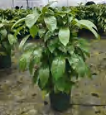 Schefflera Octophylla‘Alpha ’ TC | Grower's Choice, Foshan Collection
