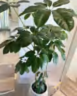 Schefflera Octophylla 'Alpine' TC | Grower's Choice, Foshan Collection