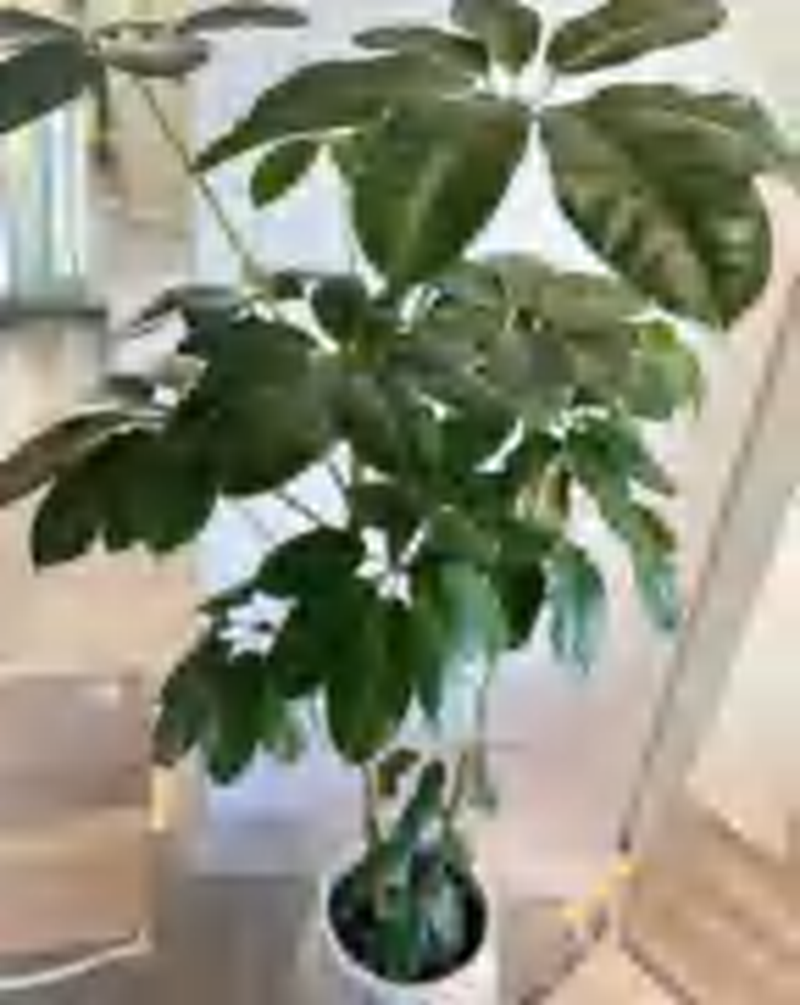 Schefflera Octophylla 'Alpine' TC | Grower's Choice, Foshan Collection