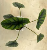 Alocasia Venusta TC | Grower's Choice, Foshan Collection