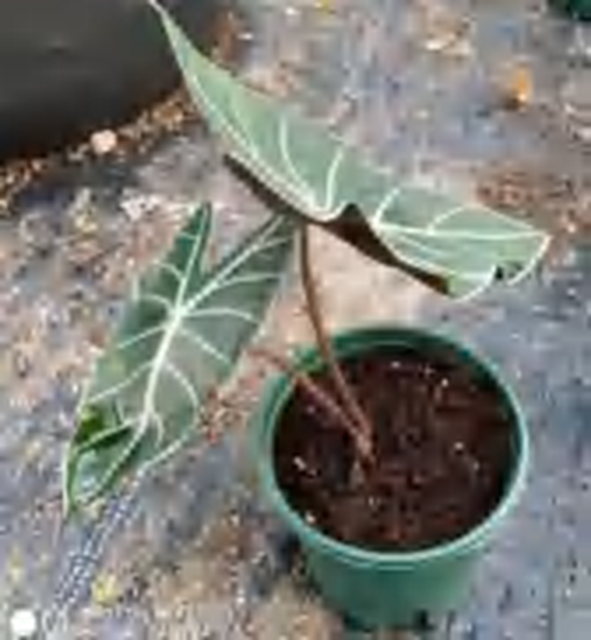 Alocasia Longiloba Grandis TC | Grower's Choice, Foshan Collection