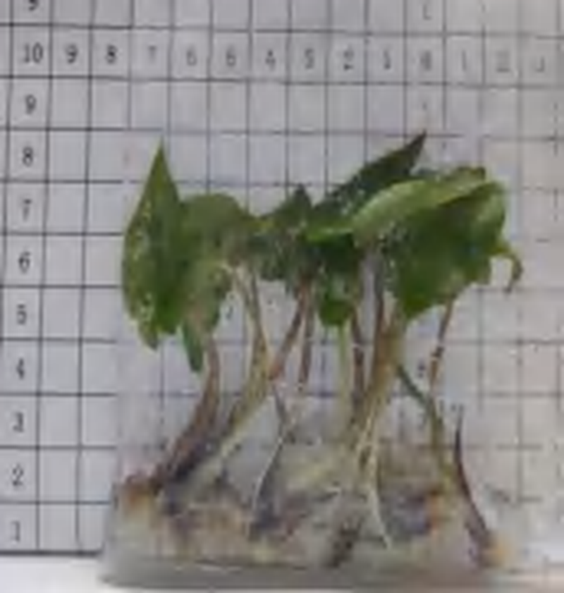 Alocasia Heterophylla 'Metallic Blue TC | Grower's Choice, Foshan Collection