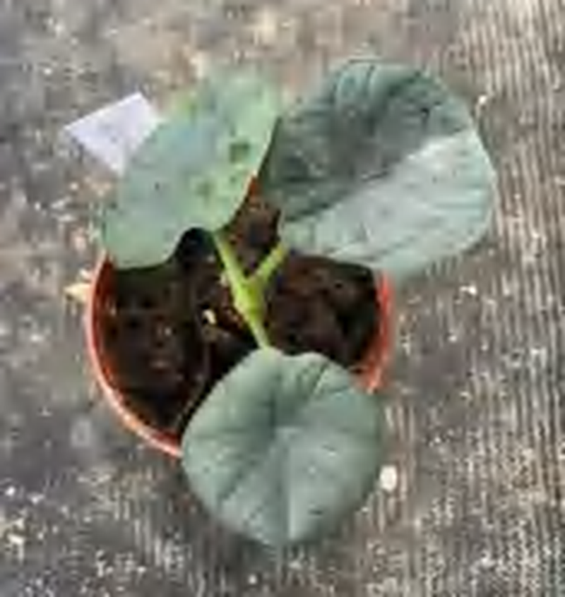 Alocasia Chaii TC | Grower's Choice, Foshan Collection