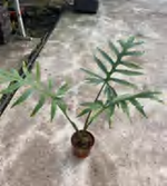 Alocasia Brancifolia TC | Grower's Choice, Foshan Collection