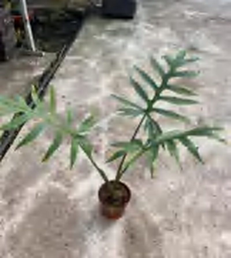Alocasia Brancifolia TC | Grower's Choice, Foshan Collection
