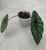 Alocasia Puncak Borneensis TC | Grower's Choice, Foshan Collection