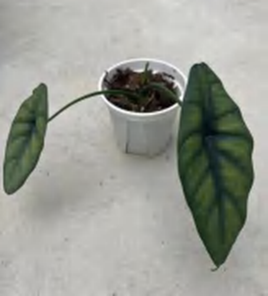 Alocasia Puncak Borneensis TC | Grower's Choice, Foshan Collection