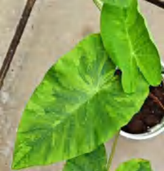 Colocasia `Morning Dew` TC | Grower's Choice, Foshan Collection