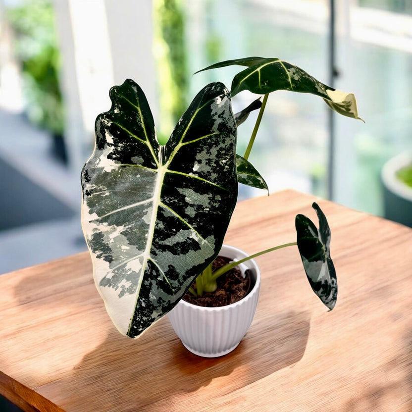 Alocasia micholitziana 'Frydek'Variegated | Seller's Choice, Hainan Collection